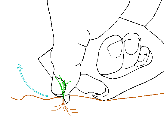 草むしり箆